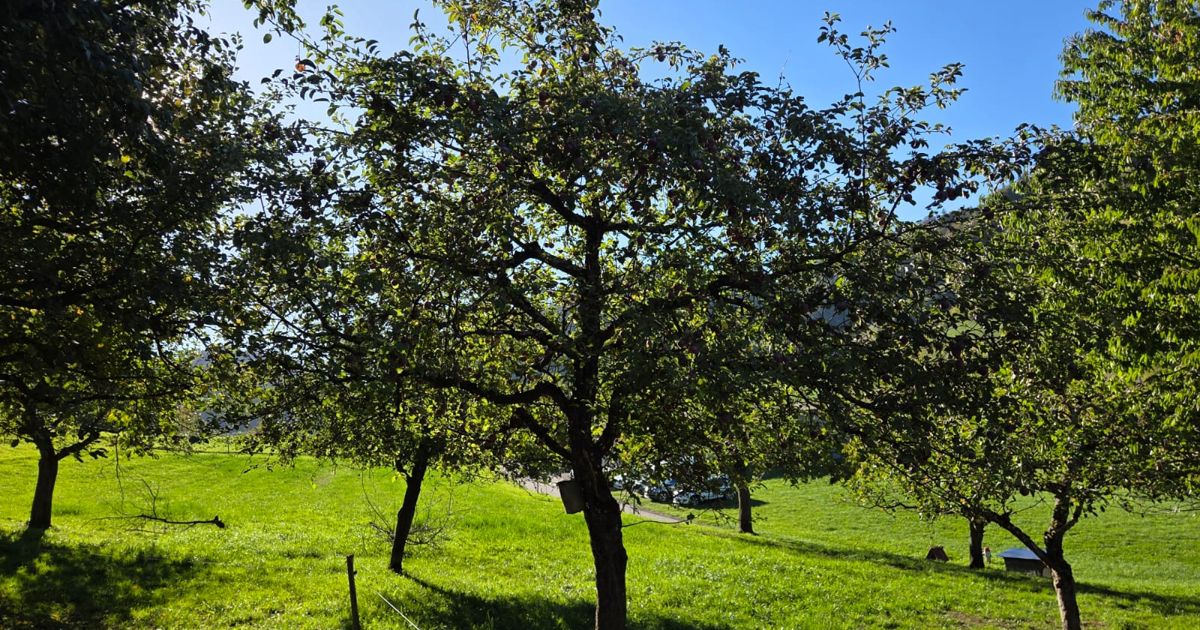 Bild vom Acher